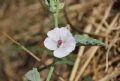 Althea officinalis
